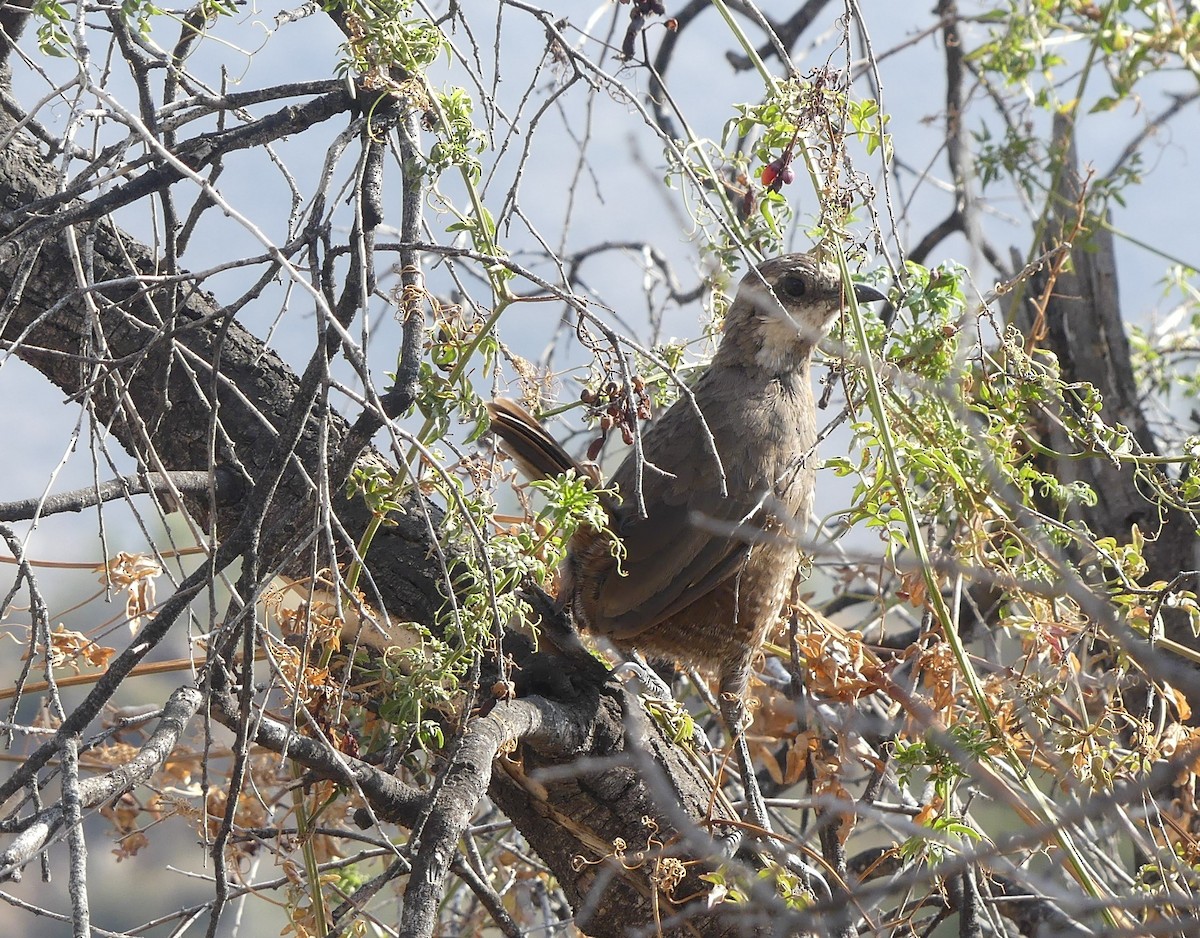 Weißbarttapaculo - ML414899431