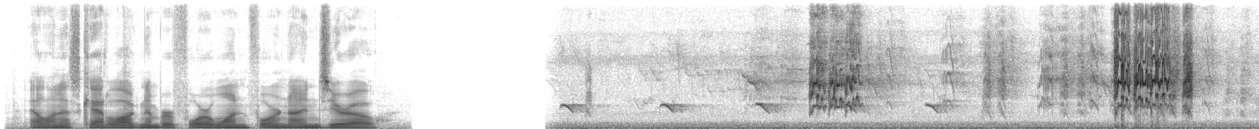 Black-striped Sparrow - ML41490