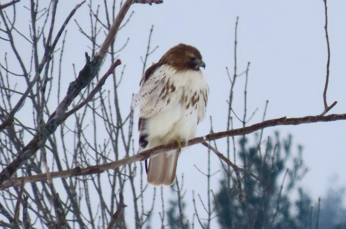 Rotschwanzbussard - ML414900081