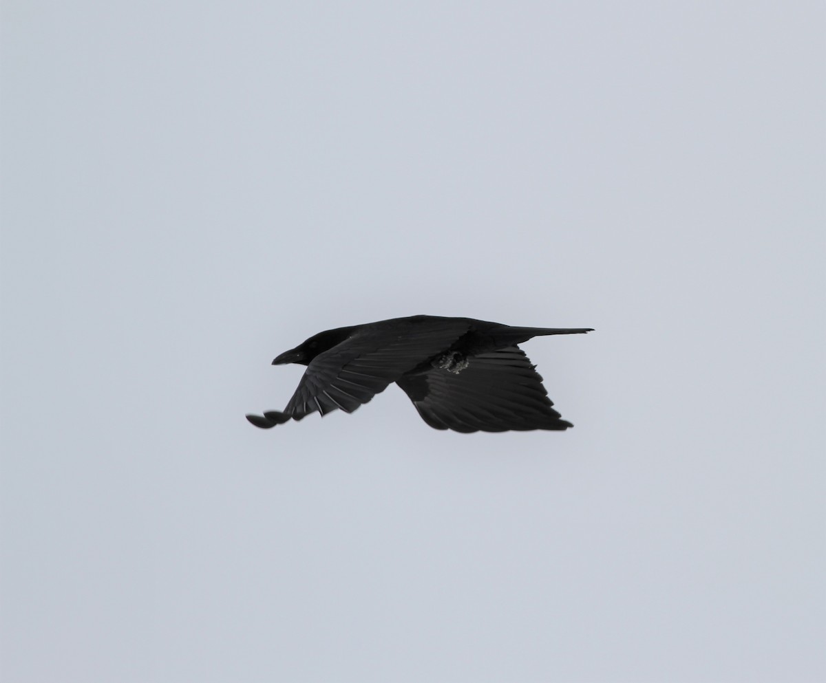 American Crow - ML414900291