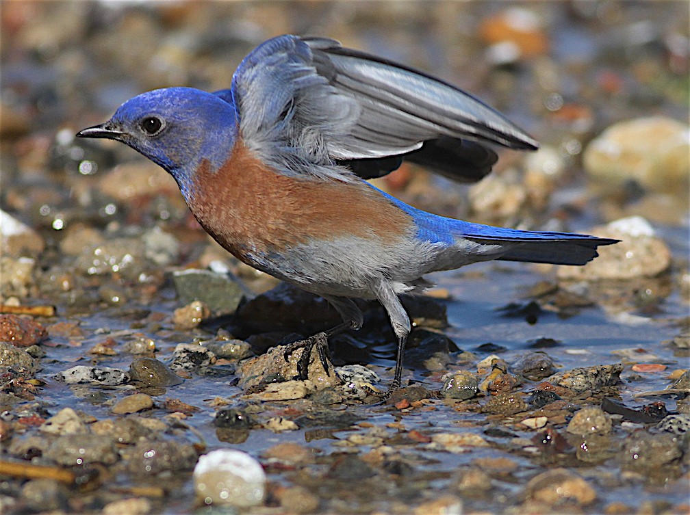 Western Bluebird - ML414900571