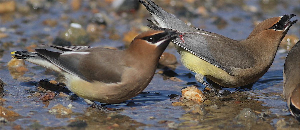 Cedar Waxwing - ML414901041