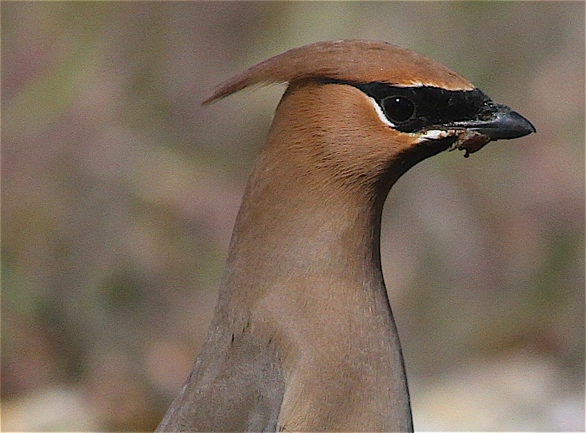 Cedar Waxwing - ML414901121