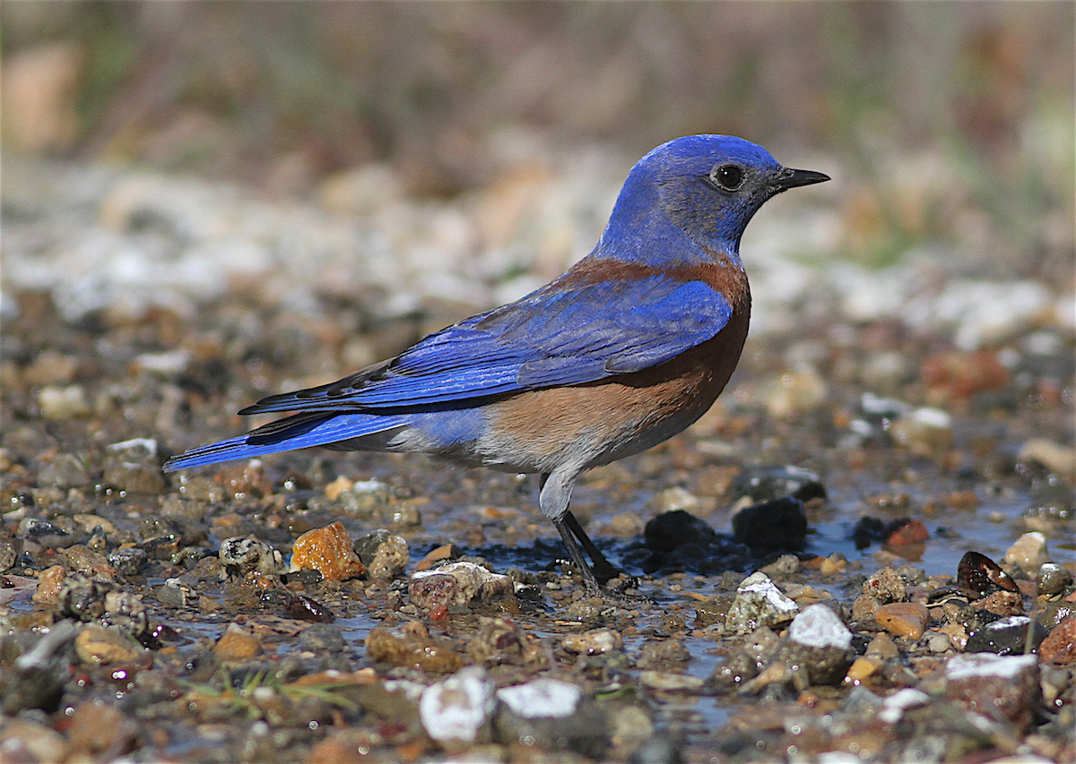 Western Bluebird - ML414901191