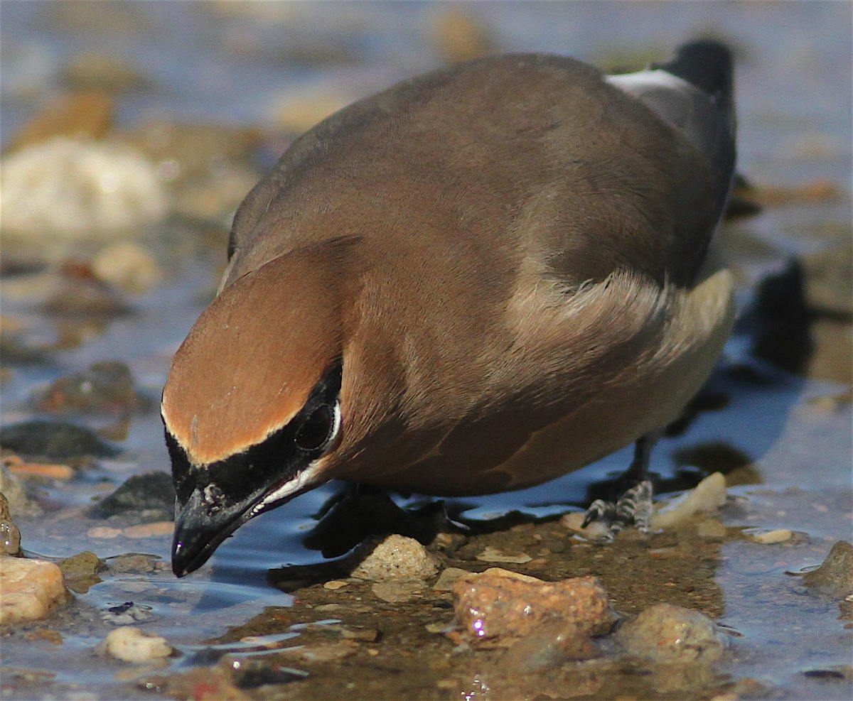 Cedar Waxwing - ML414901381