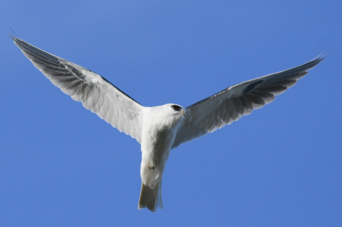 White-tailed Kite - Max Brodie