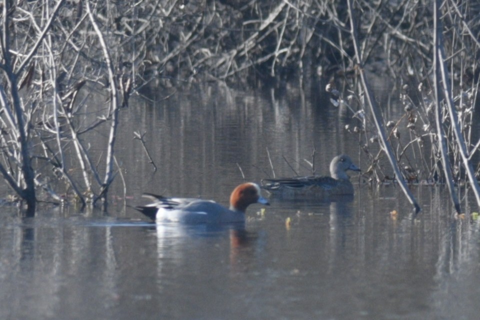 Eurasian Wigeon - ML414901841