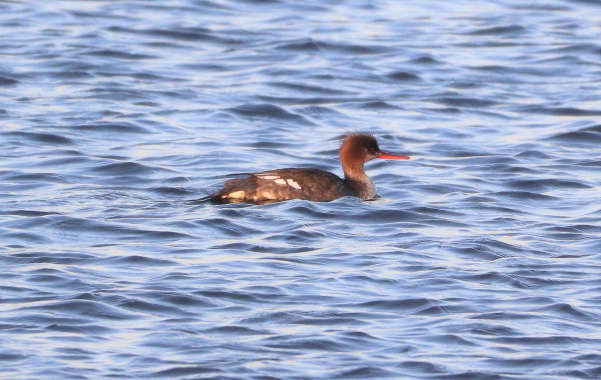 Red-breasted Merganser - ML414902031