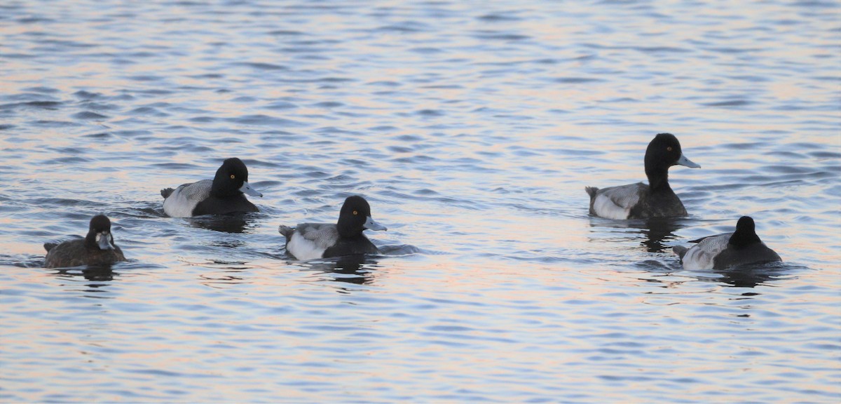 Lesser Scaup - ML414902161