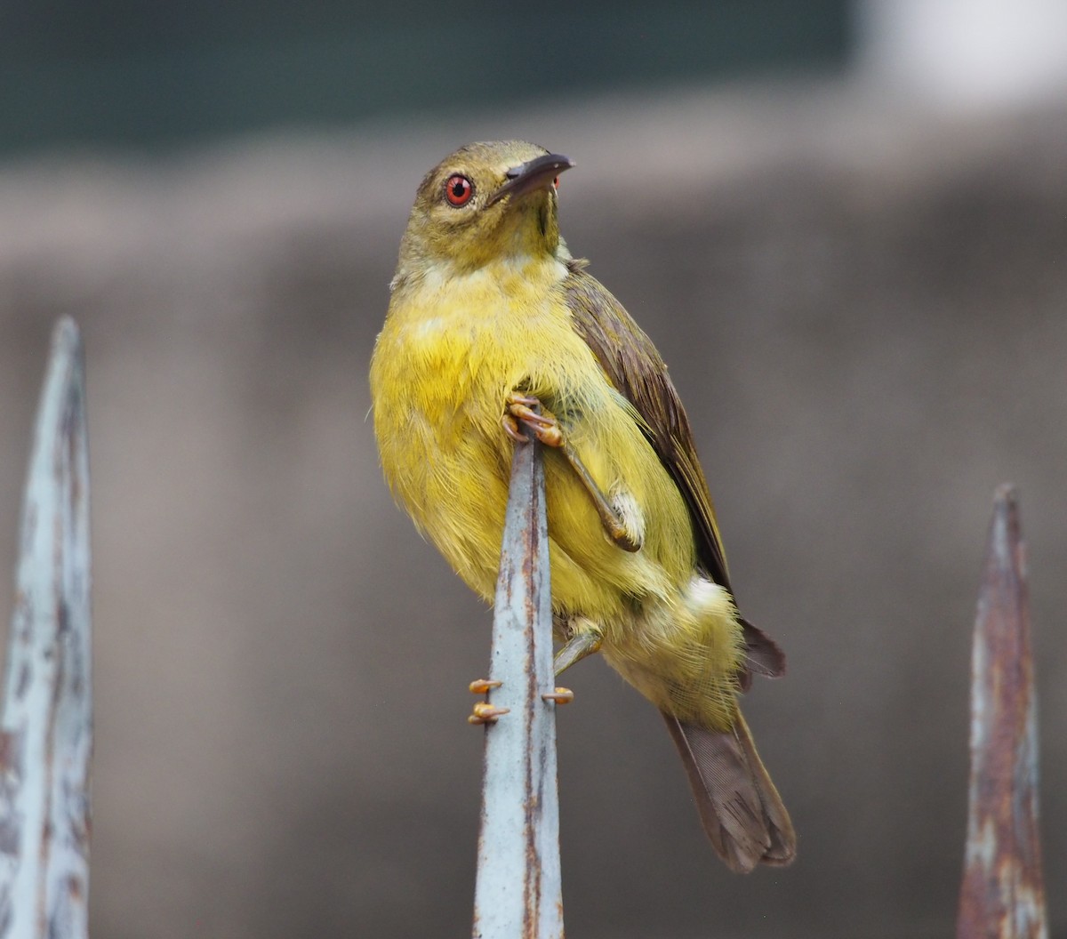 Brown-throated Sunbird - ML414903191