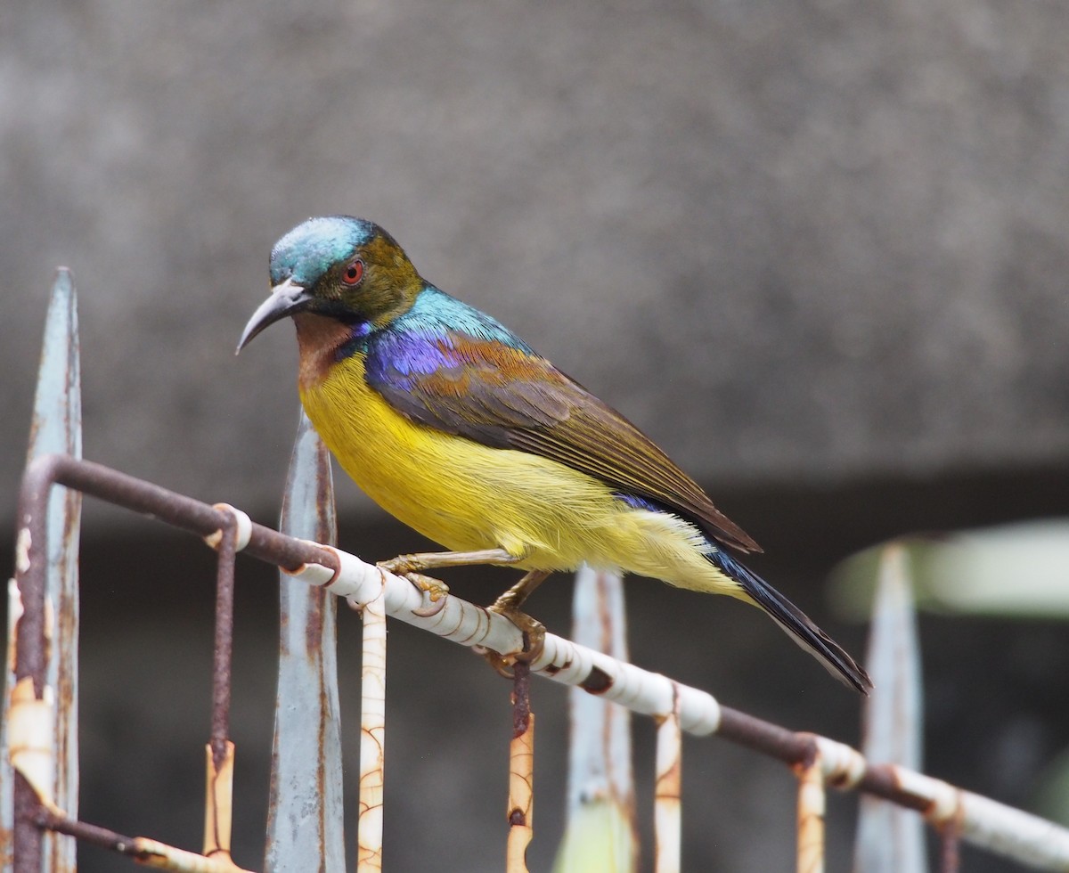 Brown-throated Sunbird - ML414903201