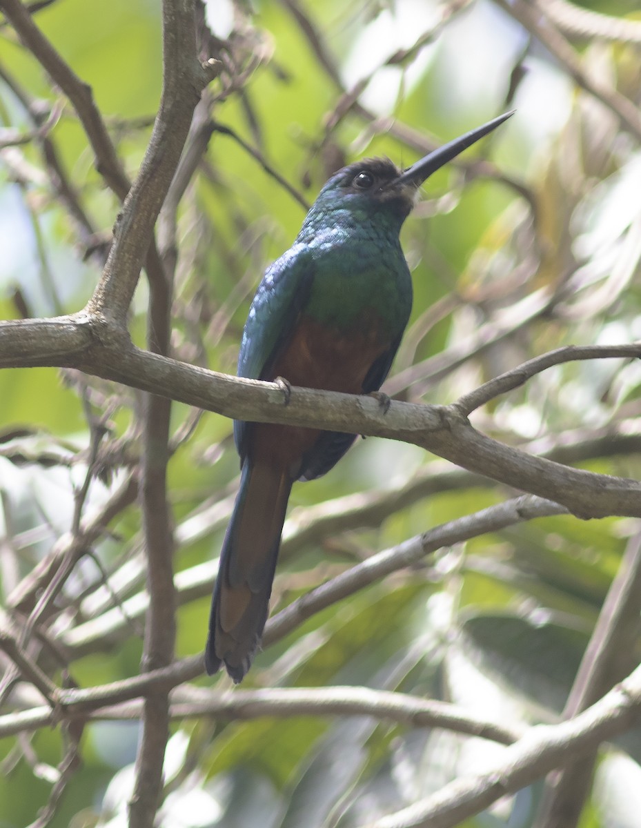 White-chinned Jacamar - Gary Rosenberg