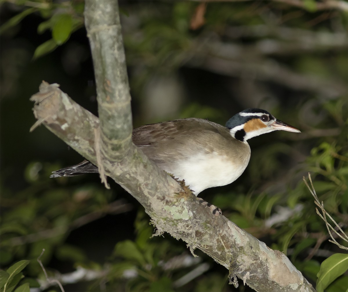 Sungrebe - Gary Rosenberg