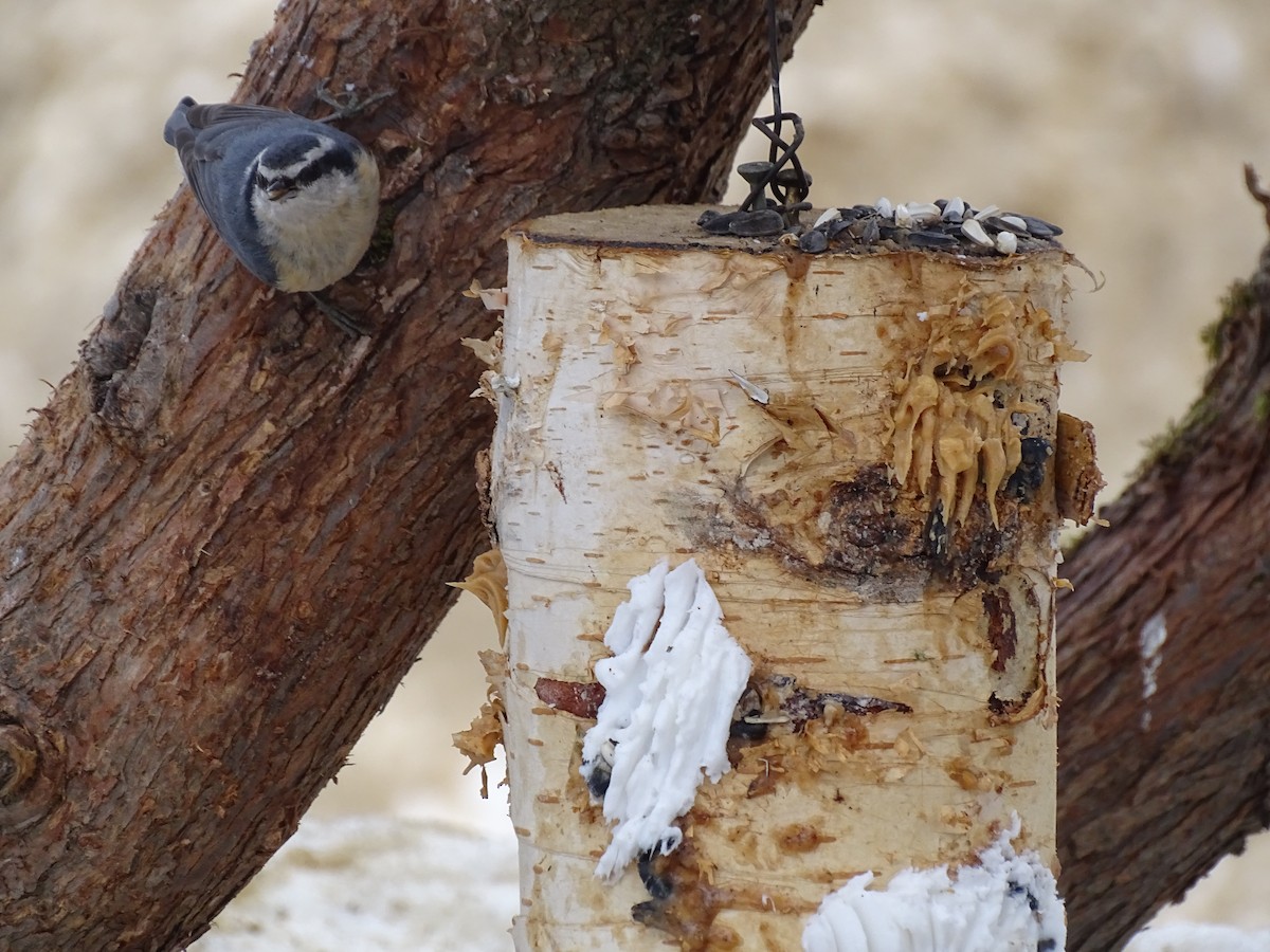 Red-breasted Nuthatch - ML414904531