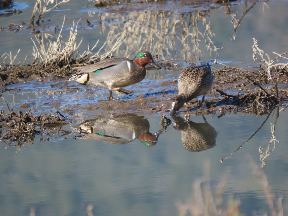 Green-winged Teal - ML414905421