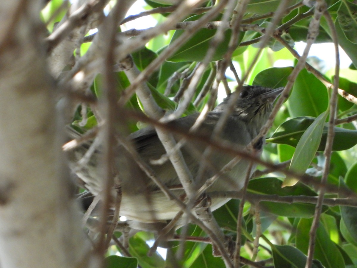 Eurasian Blackcap - ML414905511