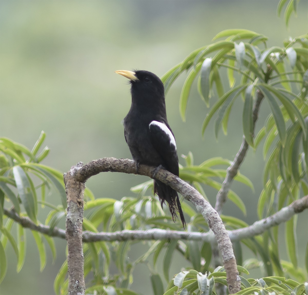 Yellow-billed Nunbird - Gary Rosenberg