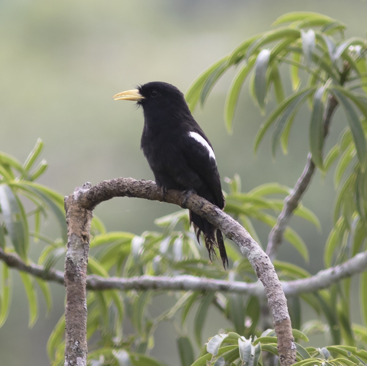 Yellow-billed Nunbird - ML414905651