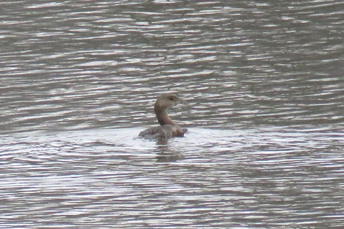 Pied-billed Grebe - ML414905671