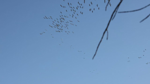 Sandhill Crane - ML414905681