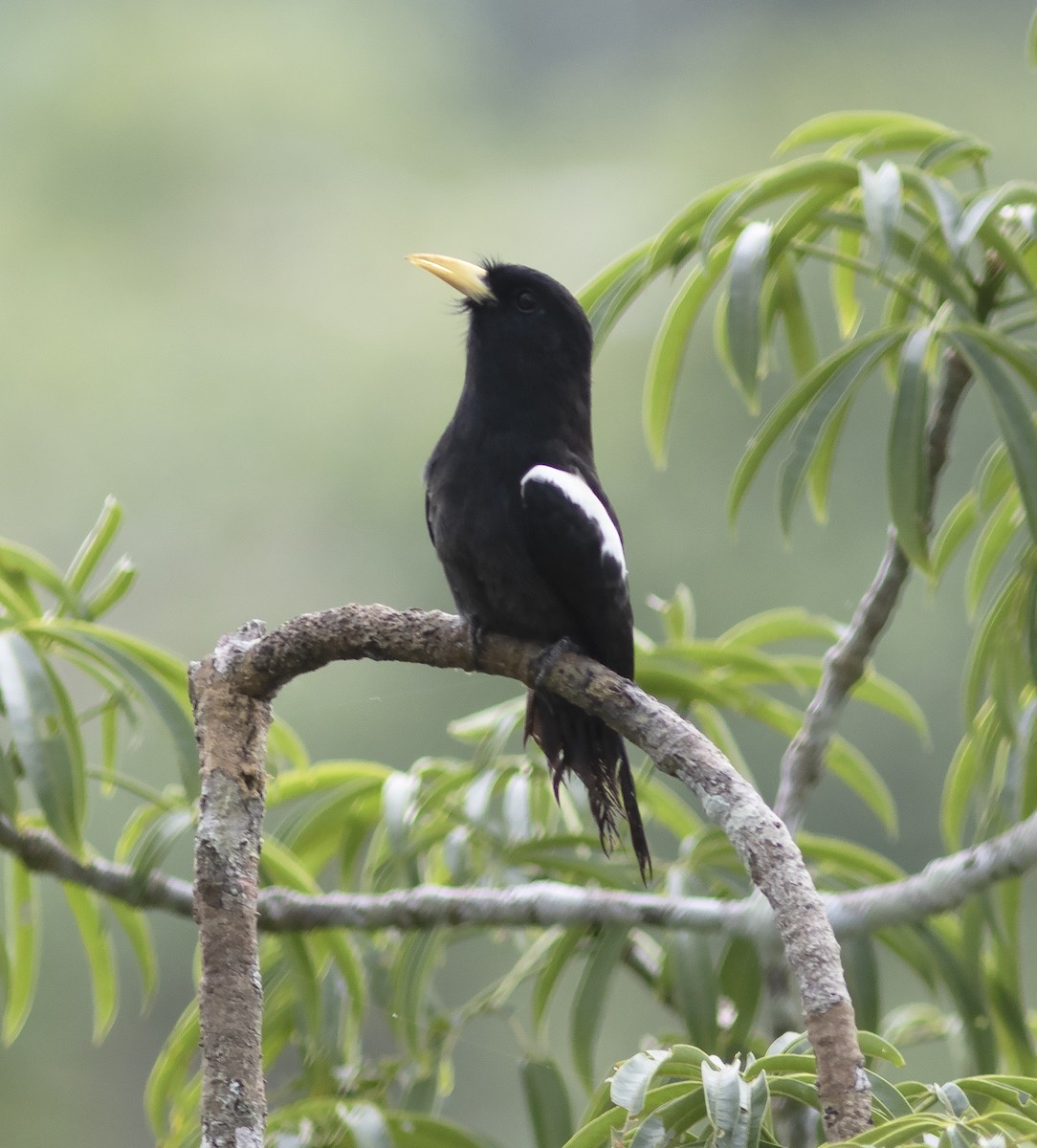 Yellow-billed Nunbird - ML414905691