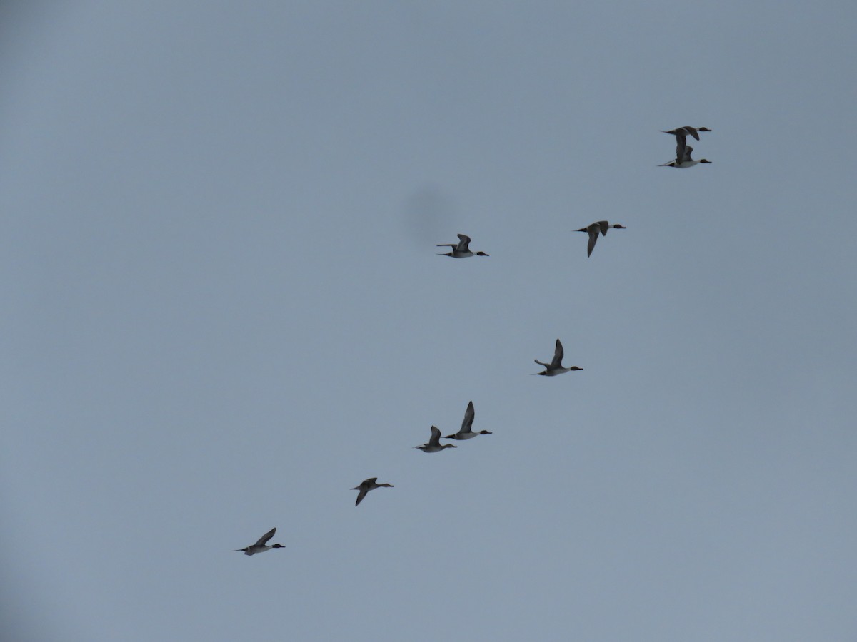 Northern Pintail - ML414906321