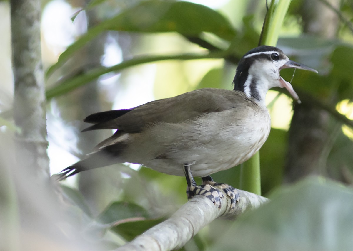 Sungrebe - ML414906451