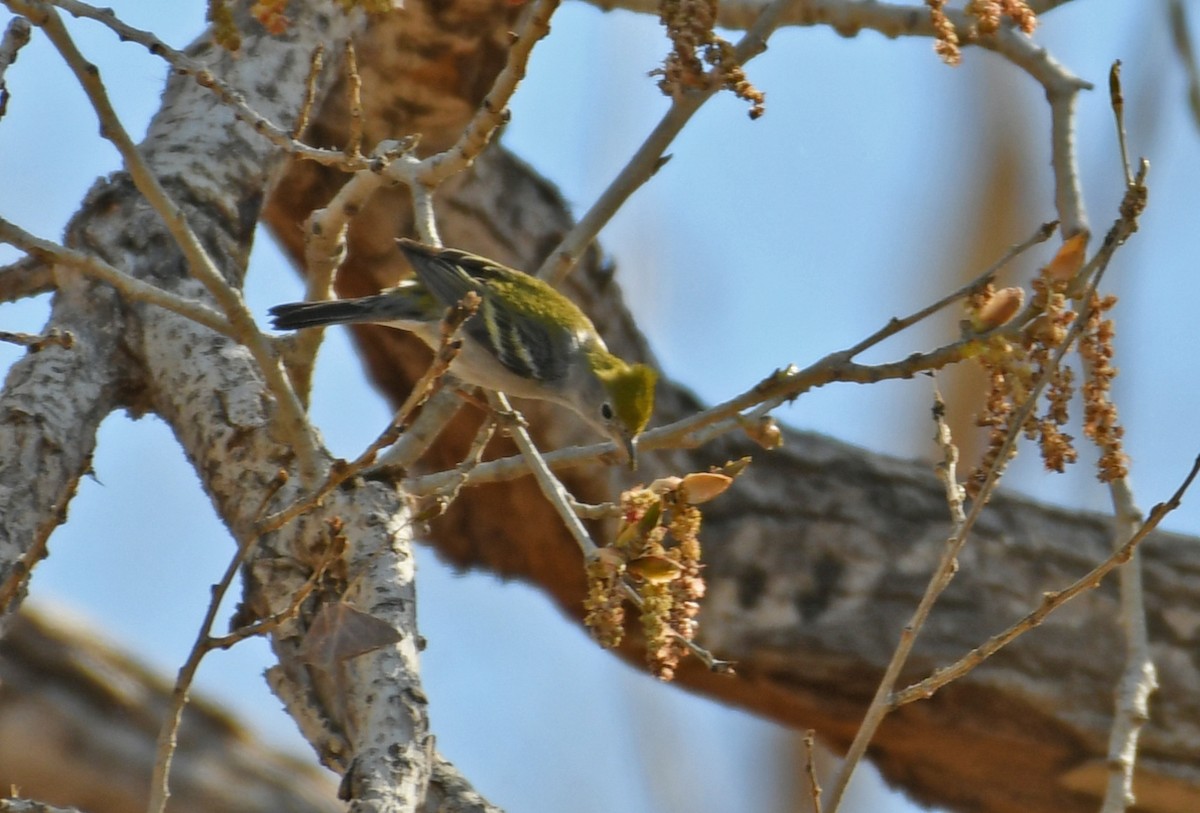 Chestnut-sided Warbler - ML414907071