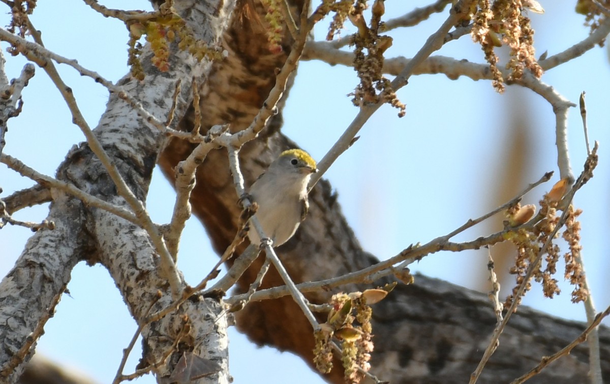 Chestnut-sided Warbler - ML414907081