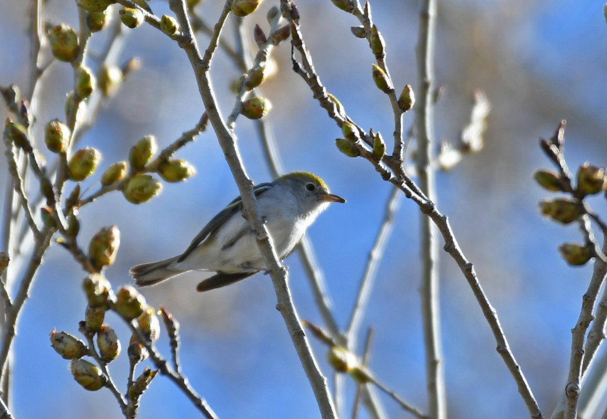 Chestnut-sided Warbler - ML414907121