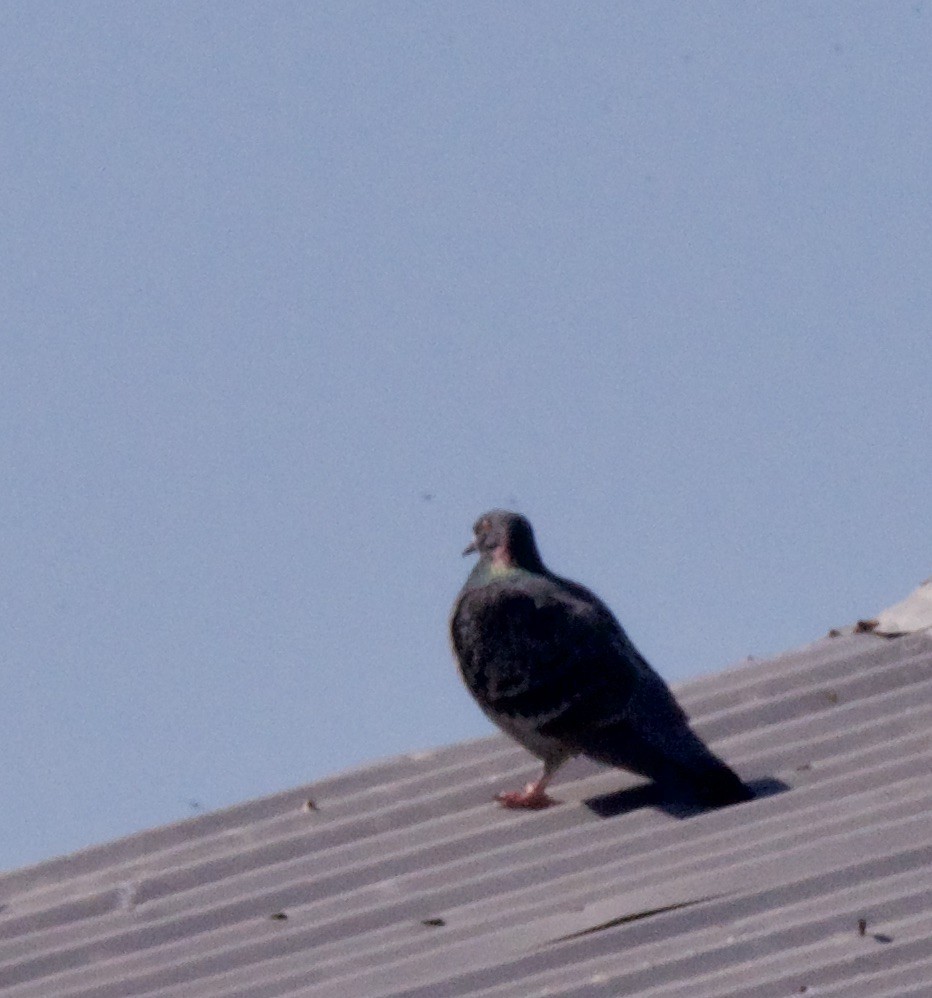 Rock Pigeon (Feral Pigeon) - ML414907181