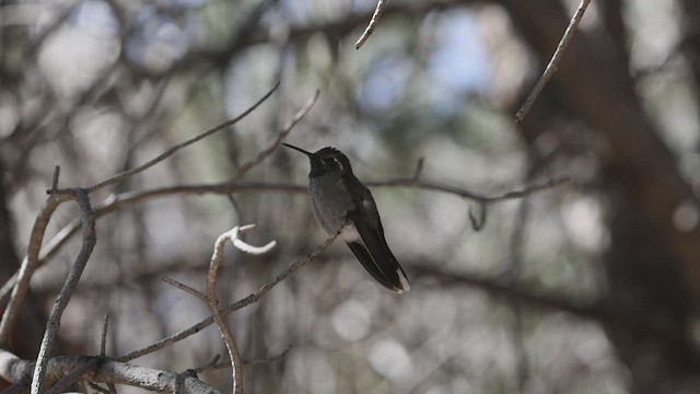 Colibri à gorge bleue - ML414907331