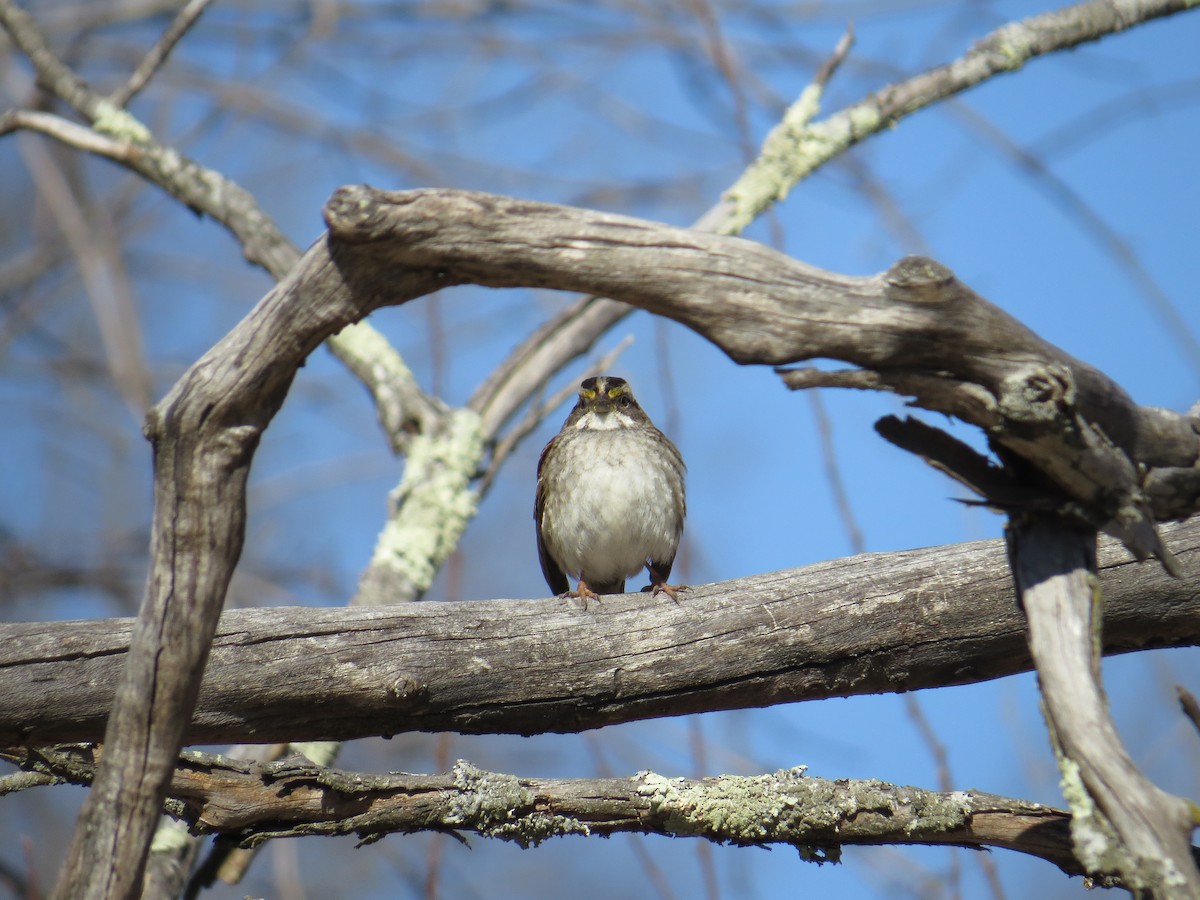 White-throated Sparrow - ML414907441