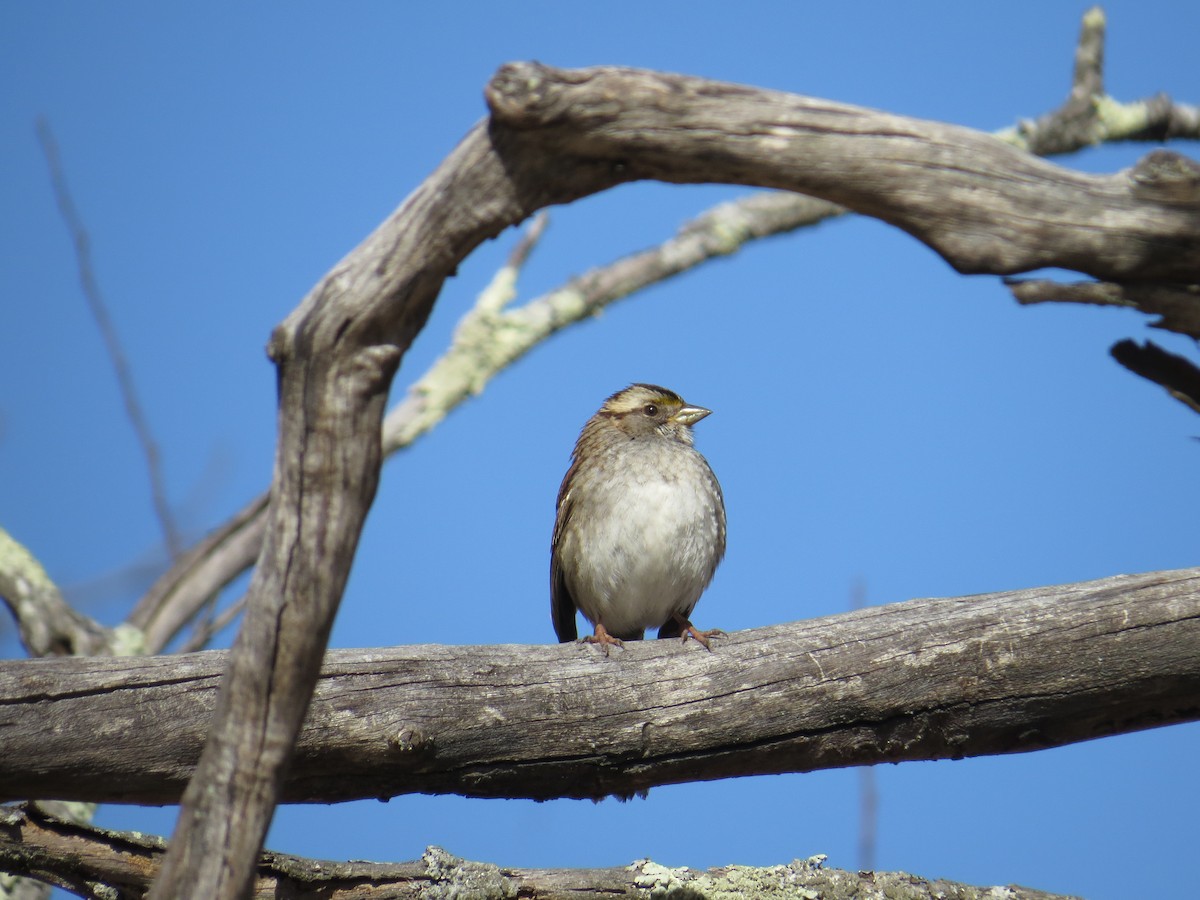 White-throated Sparrow - ML414907531