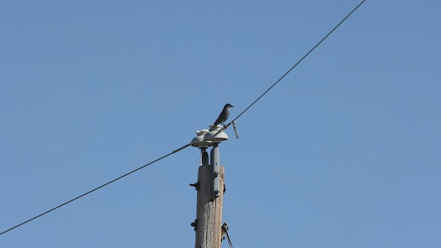 Pinyon Jay - ML414907971