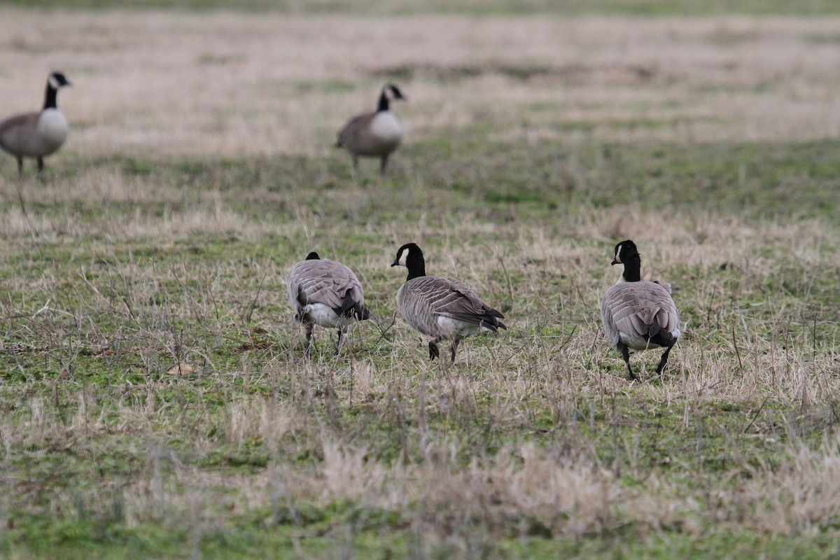 Zwergkanadagans - ML41490801