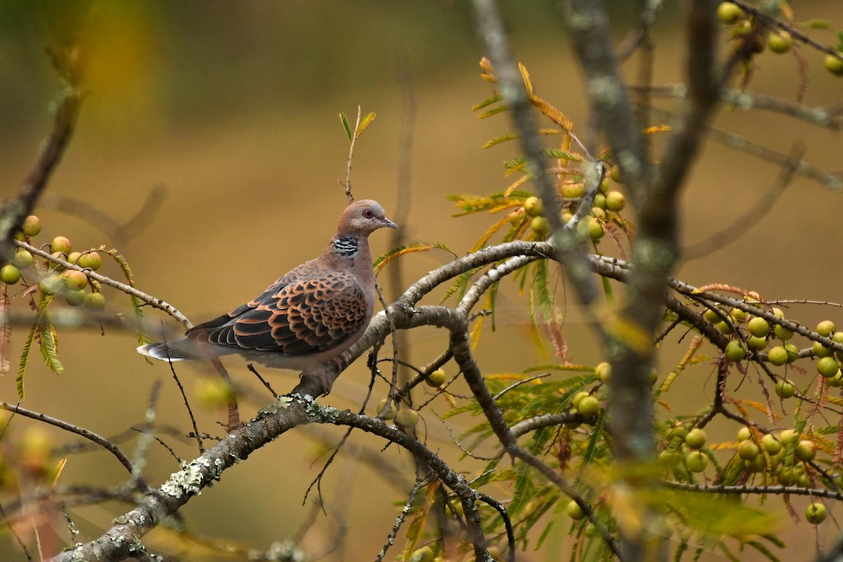 Oriental Turtle-Dove - ML414908431