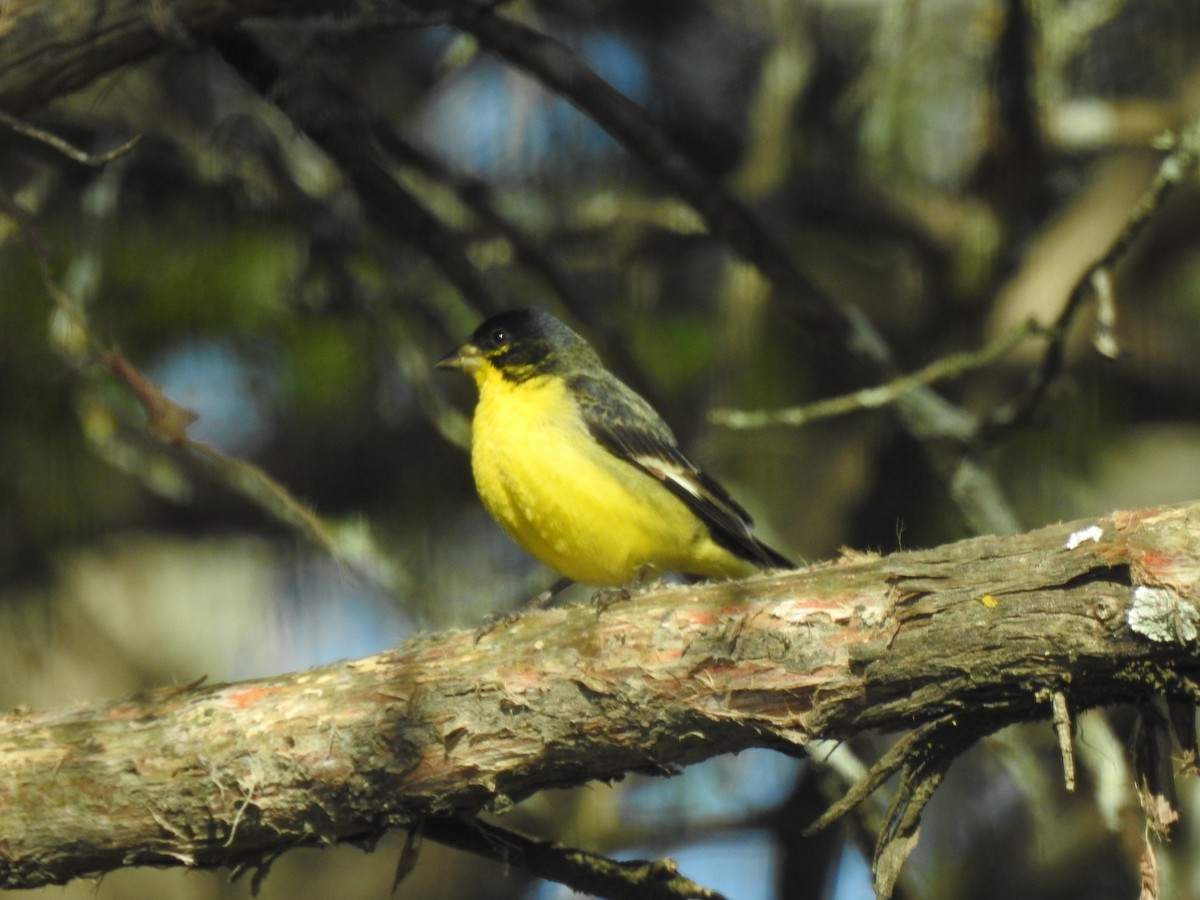 Lesser Goldfinch - ML414908511