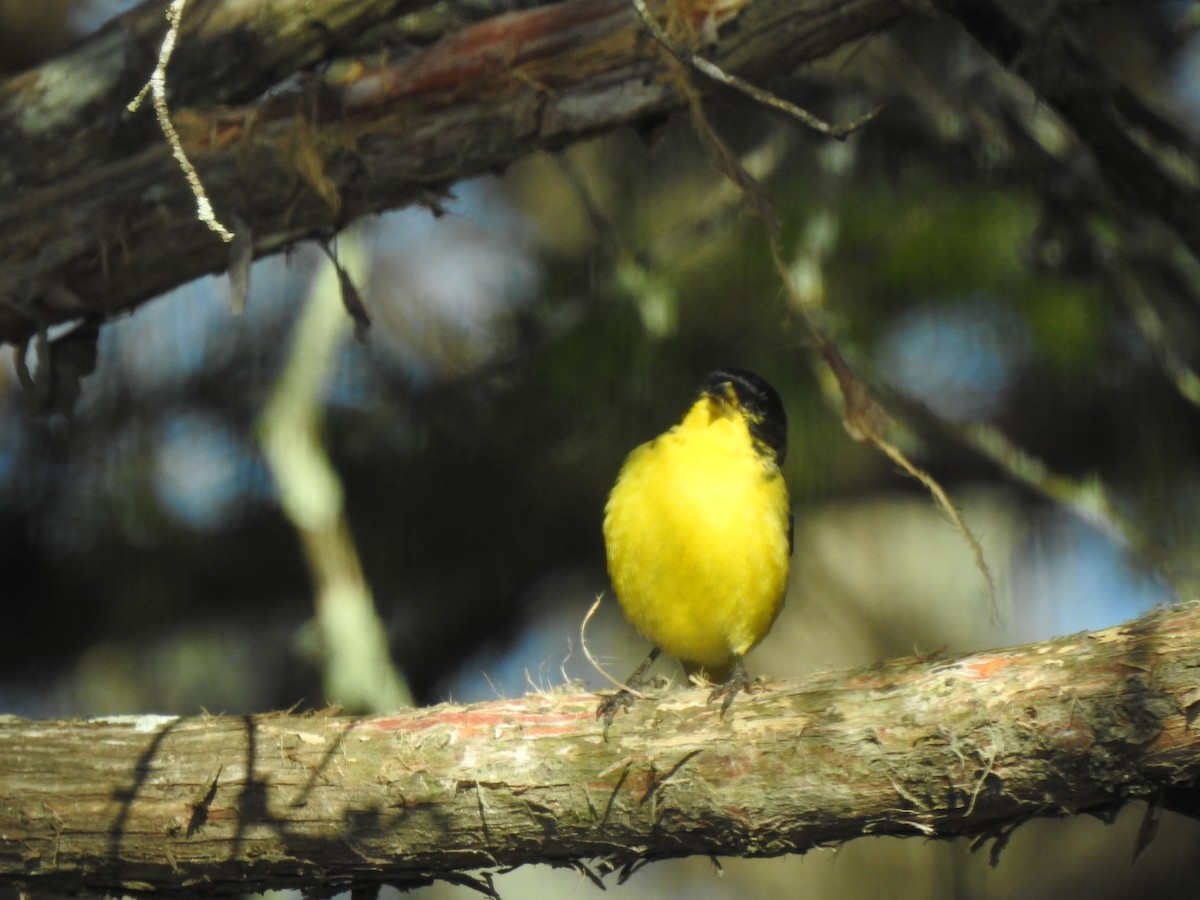 Lesser Goldfinch - ML414908541