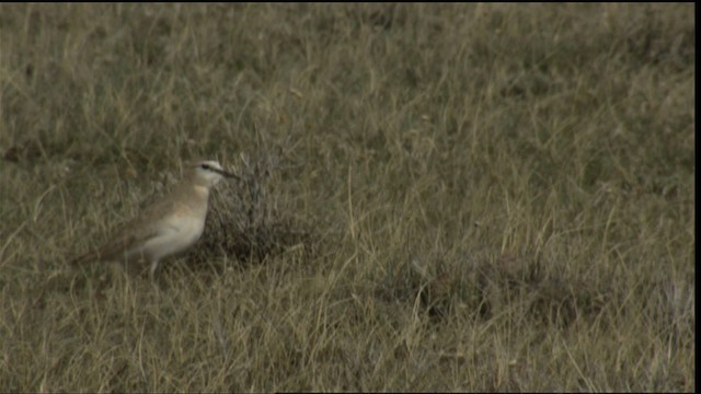 Mountain Plover - ML414909