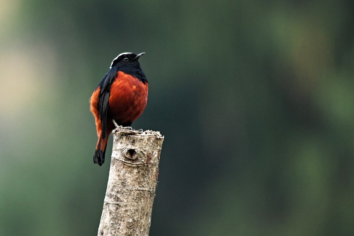 White-capped Redstart - ML414909331