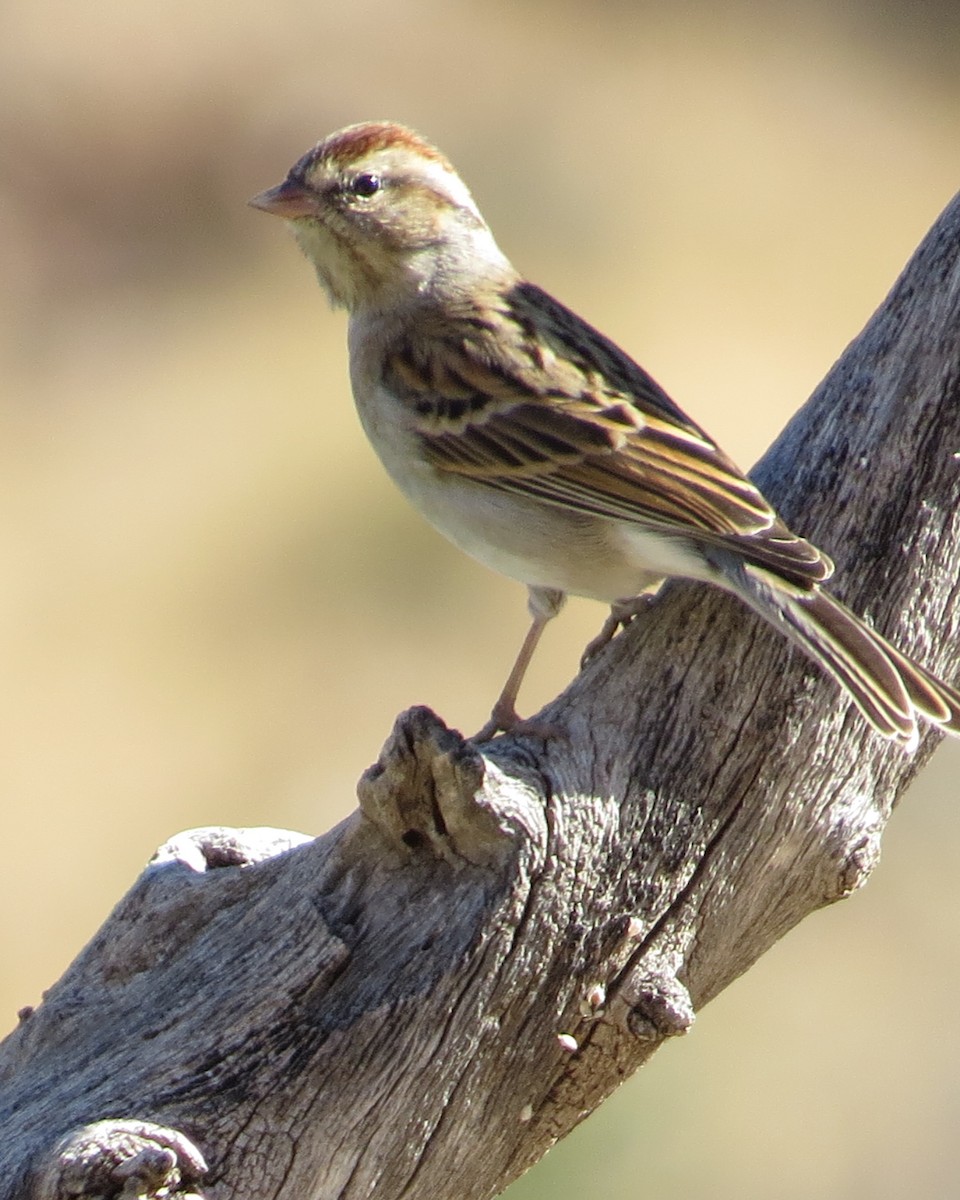 Chipping Sparrow - ML414909461