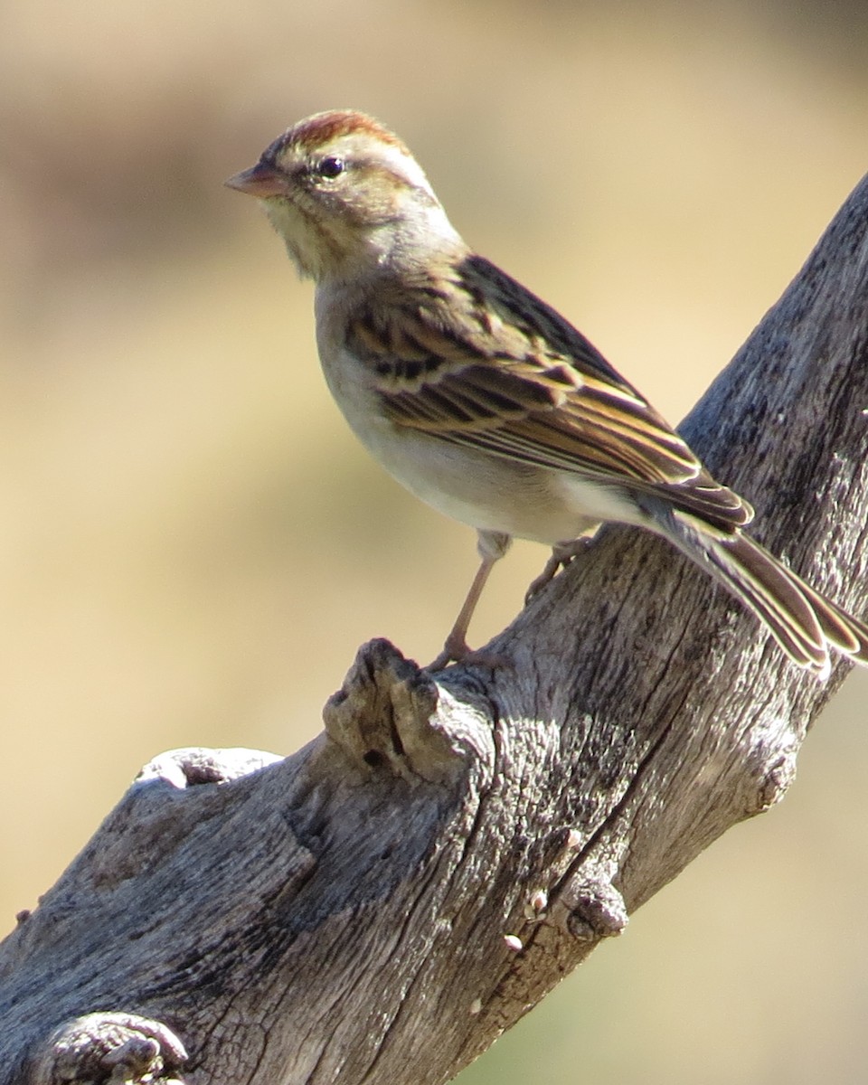 Chipping Sparrow - Dawn Zappone