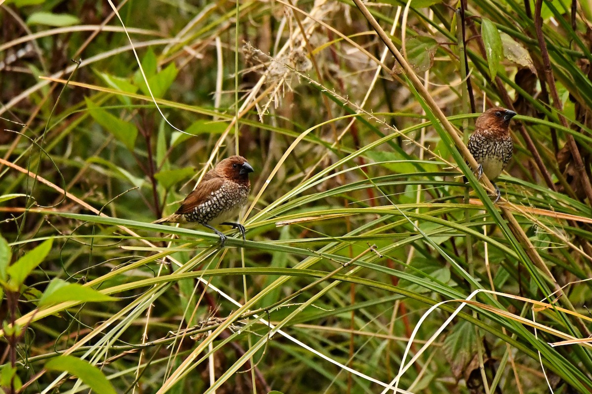 Scaly-breasted Munia - ML414909551