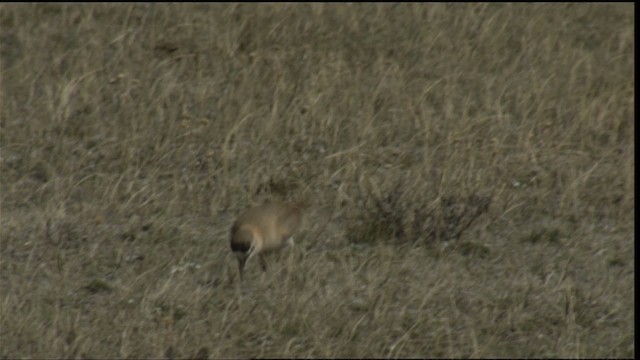 Chorlito Llanero - ML414912