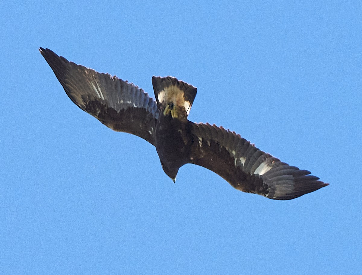 Golden Eagle - ML414912671