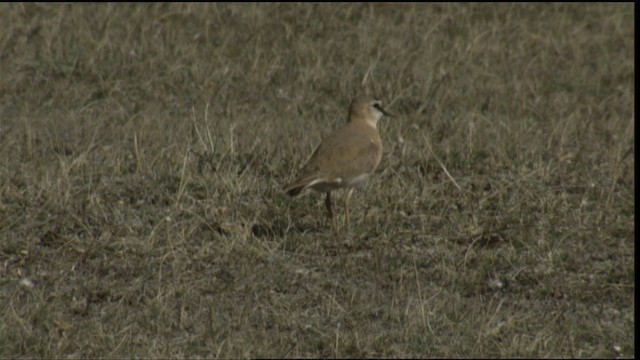 Chorlito Llanero - ML414913