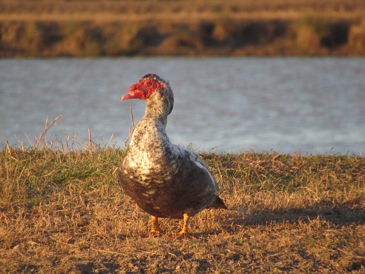 Muscovy Duck (Domestic type) - ML414914601
