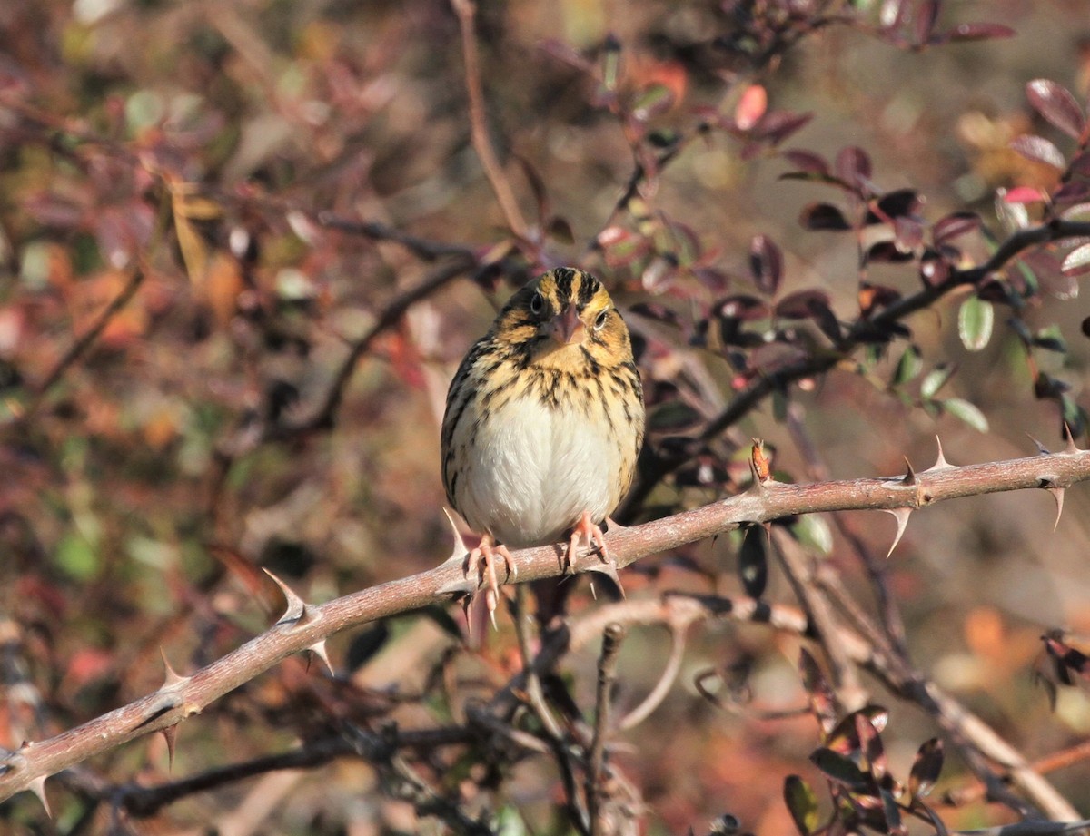 Henslow's Sparrow - ML414914981