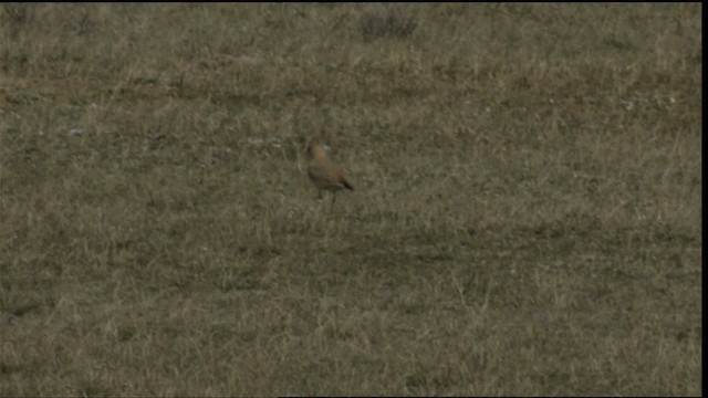 Chorlito Llanero - ML414915